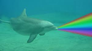 Image result for dolphins