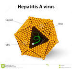 Hepatitis a virus