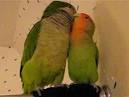 pictures of 2 parrots kissing video dailymotion