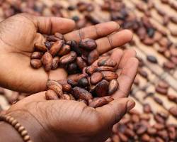 Image of Coffee beans Ethiopia Yirgacheffe