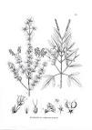 cunoniaceae