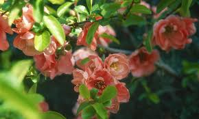 Image result for old fashioned flower buds just opening