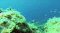 GoDive Mykonos Scuba Diving Resort from www.dailymotion.com