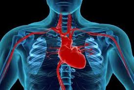 Image result for jantung