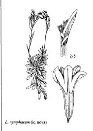 Sp. Limonium nymphaeum - florae.it