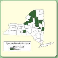 Achillea ptarmica - Species Page - NYFA: New York Flora Atlas