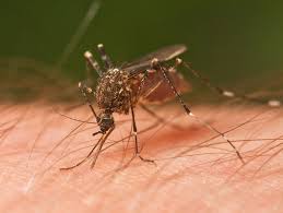 Image result for mosquitoes photos