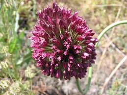 Allium sphaerocephalon - Wikipedia
