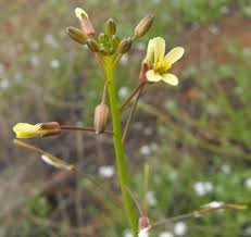 Brassica tournefortii - Wikipedia
