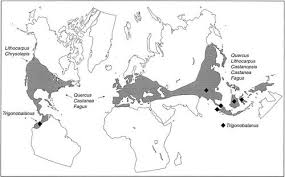 The Historical Biogeography of Fagaceae: Tracking the Tertiary ...
