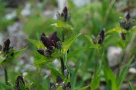 File:Gentiana Purpurea - Alpine Flora.jpg - Wikimedia Commons
