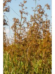 Cladium mariscus ssp. jamaicense (Jamaica swamp sawgrass ...