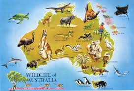 Animals in Australia