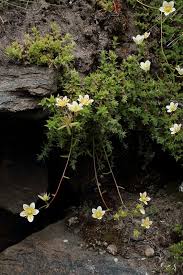 Saxifraga aspera (Rough Saxifrage) - The Alpine Flora of Zermatt ...