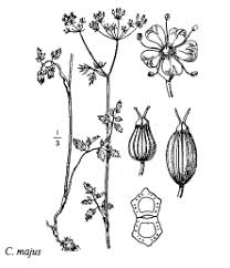 Sp. Conopodium majus - florae.it