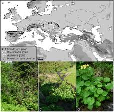 Phylogeny and biogeography of the narrowly endemic Doronicum ...