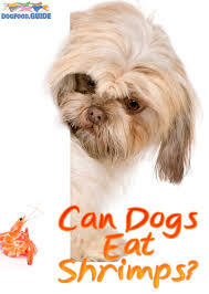Can Dogs Eat Shrimp? Pros & Cons + 3 Best Recipes Included!