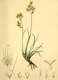 Festuca quadriflora - Wikispecies
