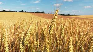Résultat de recherche d'images pour "histoire du blé dans l'histoire de l'humanité"