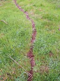 Image result for leaf cutter ants trail