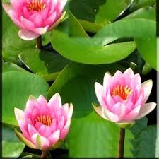 Image result for Nymphaea
  ( Masaniello Hardy Water Lily )