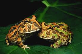 Image result for frogs, spiders, and snakes in the grass, dinner time
