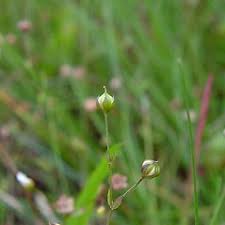 Linum catharticum (white flax): Go Botany