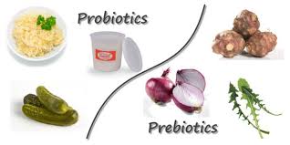 Image result for prebiotics
