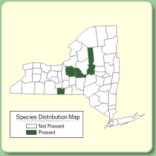 Salvia verticillata - Species Page - NYFA: New York Flora Atlas