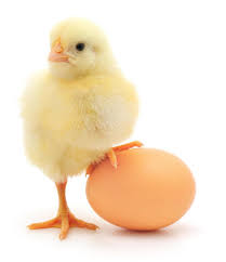 Resultado de imagen para huevos