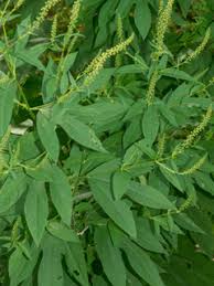 Ambrosia trifida (Great ragweed) | Native Plants of North America