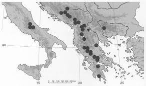 Hieracia balcanica V. A new diploid species in Hieracium sect ...
