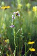 FLORA::uniud - Ophrys apifera Huds. s.l.