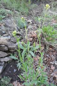 Camelina sativa subsp. microcarpa (Andrz. ex DC.) Bonnier