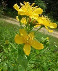 Hypericum ascyron - Online Virtual Flora of Wisconsin