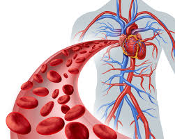 Resultado de imagen de fotos circulatory system