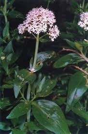 Centranthus trinervis | Plants, Flora, Garden