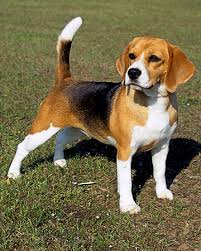 Résultat de recherche d'images pour "chien beagle adulte"