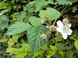 Rubus fruticosus L., 1753 - Ronce de Bertram, Ronce commune ...