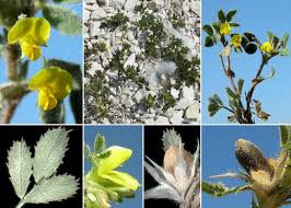 Ononis pusilla L. subsp. pusilla - Sistema informativo sulla flora ...