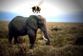 Image result for elephant and bee