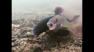 Fish porn YouTube