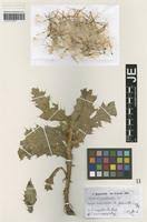 Carduus thoermeri in Global Plants on JSTOR