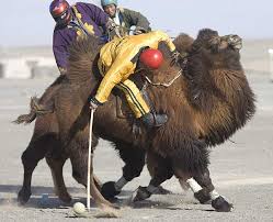 Resultado de imagen de camellos jugando al polo