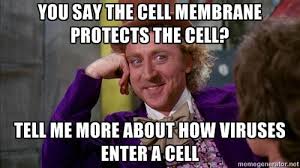 Image result for cell wall memes