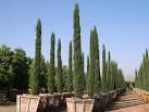 mediterranean cypress