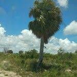 Washingtonia robusta H.Wendl., Mexican Washington palm (World ...