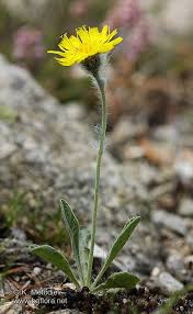 Hieracium alpicola - picture 1 - The Bulgarian flora online