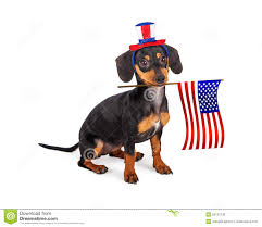 Image result for PATRIOTIC dachshunds