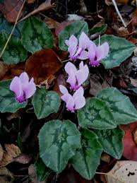 Cyclamen hederifolium - Wikipedia